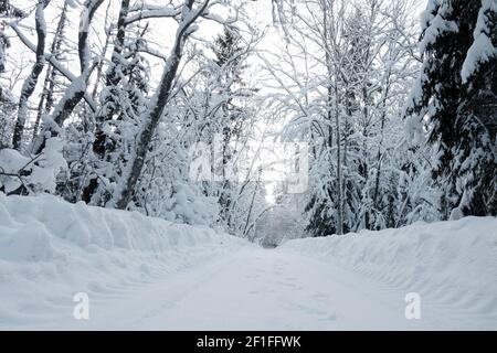 Fantastische Wald nach vielen Tagen der Schneesturm, Schneedecke. Schnee - Caps, Decke des Schnees auf Bäumen und Sträuchern, ungewöhnliche Holz. Wald Straße in den Tunnel aus. Stockfoto