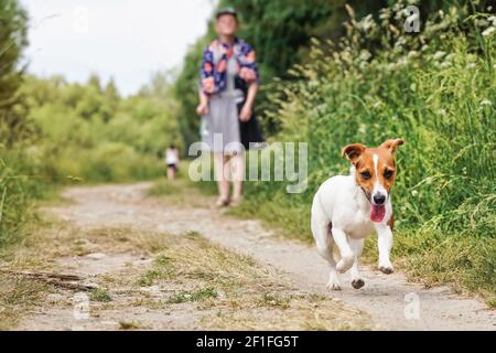 Kleine Jack Russell Terrier läuft auf staubigen Landstraße, ihre Zunge aus, verschwommen Frau - Tierbesitzer im Hintergrund Stockfoto