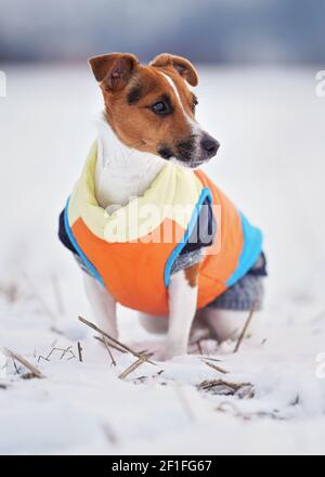 Kleiner Jack Russell Terrier Hund in leuchtend orange gelb und blau Winterjacke sitzt auf schneebedecktem Boden Stockfoto