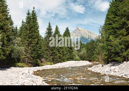 Waldfluss Bela mit kleinen runden Steinen und Nadelbäumen auf beiden Seiten, sonniger Tag, Krivan Gipfel - slowakisches Symbol - in der Ferne Stockfoto