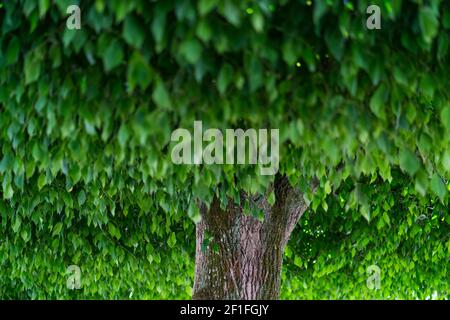 Alte Linde (Tilia sp.) auf dem Hauptplatz des Schlosses, Schloss Villesavin, Tour-en-Sologne, Loir-et-Cher Abteilung, das Loire-Tal, Frankreich, Eur Stockfoto