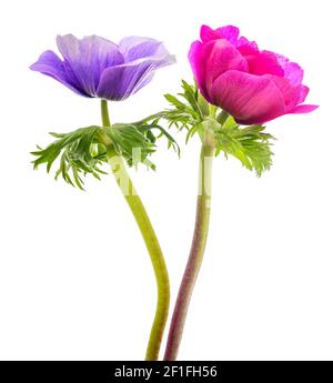 Blaue und rosa Anemone coronaria isoliert auf weiß Stockfoto