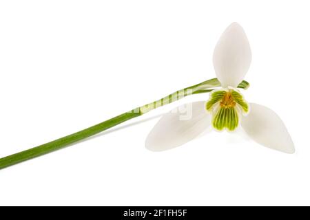 Schneeglöckchen Blume auf weißem Hintergrund Stockfoto