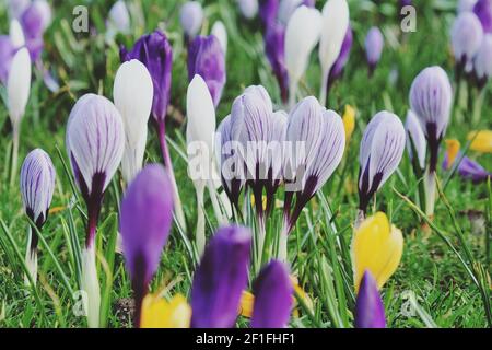 Violett-weiß gestreifte Krokus Vernus 'Pickwick' und 'Weißwand-Lila' In Blüte Stockfoto