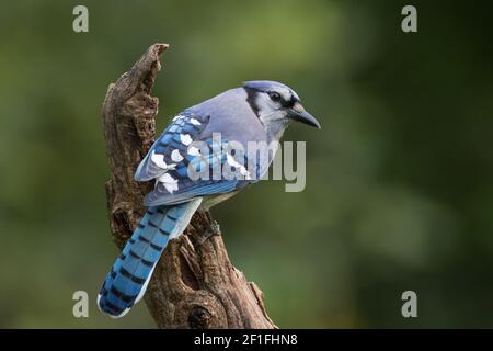 Porträt eines blauen eichelhähers, Cyanocitta cristata. Stockfoto