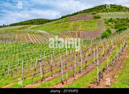 Weinberge in der Nähe von Reil, Gemeinde Traben-Trarbach, Moseltal, Rheinland-Pfalz, Deutschland Stockfoto