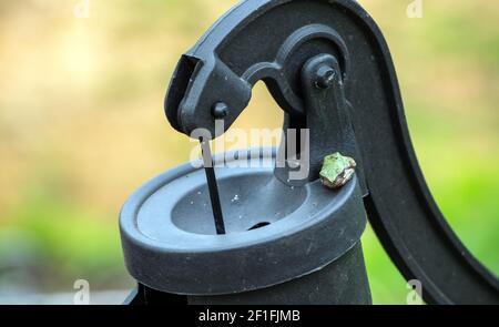 Ein winziger grüner Baumfrosch ruht glücklich auf dem Rand einer Wasserpumpe, die als Dekoration in einem Missouri Garten verwendet wird. Ein schöner grüner Bokeh-Effekt ergänzt Stockfoto