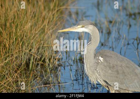 Immitre Reiher im Walthamstow Marshes London Stockfoto