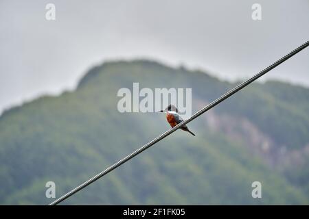 Ringeleisvogel, Megaceryle torquata, sitzend auf einem Stahlseil einer Autofähre entlang der carretera austral, Patagonien, Chile, Südamerika Stockfoto