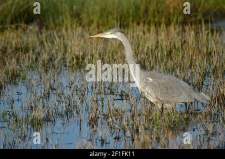 Immitre Reiher im Walthamstow Marshes London Stockfoto