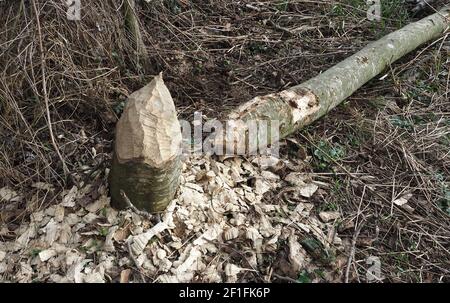 Kegelförmiger Baumstumpf, der vom Biber durchgenagt wird, umgeben von Hackschnitzeln, daneben gefällter Baum, Umweltschäden durch Biber Stockfoto