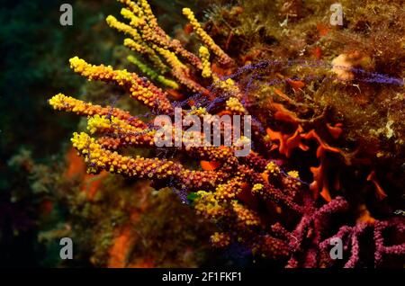 Paramuricea clavata, violette Seepeitsche Laichen, Farbwechselde Gorgonie beim Ablaichen, Tamariu, Costa Brava, Spanien, Mittelmeer Stockfoto