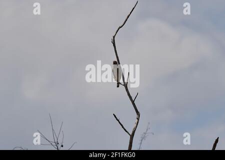 Der Straßenfalke, Rupornis magnirostris, ist ein relativ kleiner Raubvogel, der auf trockenen Ästen in der Tatacoa-Wüste in Kolumbien, Südamerika, sitzt Stockfoto