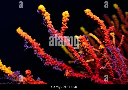 Paramuricea clavata, violette Seepeitsche Laichen, Farbwechselde Gorgonie beim Ablaichen, Tamariu, Costa Brava, Spanien, Mittelmeer Stockfoto