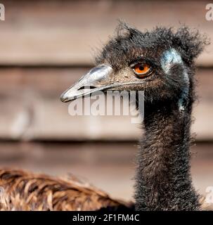 Im Park von australien der freie emu Vogel Stockfoto