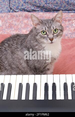 Die Katze sieht mit grünen Augen neben einem sitzen Musikinstrument Stockfoto