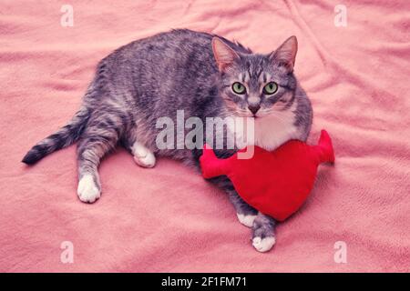 Katze auf einem rosa Bettüberwurf mit einem Liebesspielzeug Die Form eines Herzens Stockfoto