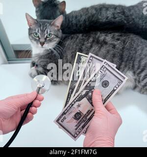 Der Tierarzt hält Dollar in der Nähe der Katze liegt auf der Tisch in der Klinik Stockfoto