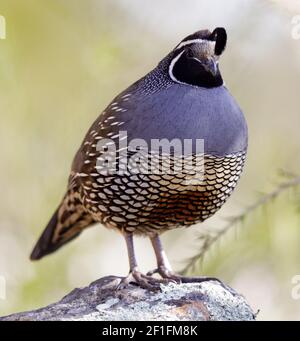 California Quail Erwachsener Männlich auf Felsen thront und Blick auf Kamera Stockfoto