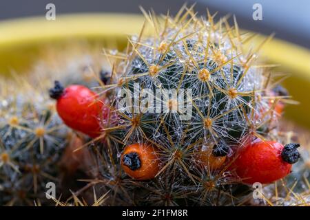 Texas Nippel Kaktusblüten (lateinischer Name: Mammillaria prolifera) Stockfoto