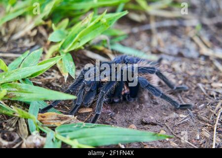 Die kolumbianische Lesserblack tarantula, Xenesthis immanis, ist eine große terrestrische Vogelspinne, mit haarigen Beinen und Körper und einem schönen Muster. Stockfoto