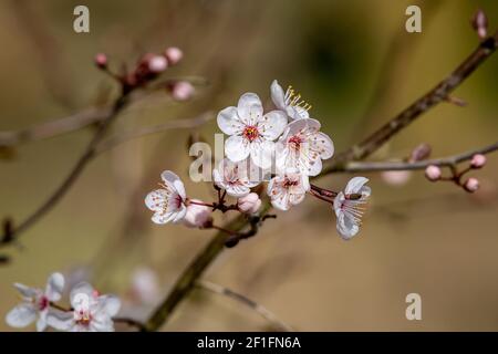 Ein Schlehdornbusch in der Blüte, in der frühen Frühlingssonne Stockfoto