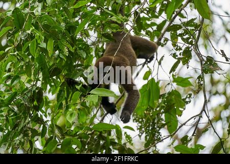 Brauner Wollaffe, gewöhnlicher oder Humboldts Wollaffe, Lagothrix lagothricha, Neuweltaffe aus Kolumbien, Ecuador, Peru und Brasilien, daran hängend Stockfoto