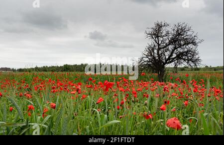 Feld voll von roten schönen Mohn Anemone Blumen und einem einsamen trockenen Baum. Frühling, Frühling Landschaft Zypern. Stockfoto