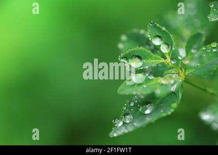 Tag Der Erde. Ökologisches Konzept. Grüne Blätter mit Wassertropfen auf verschwommenem hellgrünen Hintergrund.schöne Natur Hintergrund.Grüne Pflanzen Stockfoto