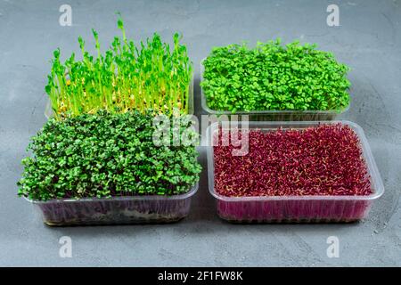 Gekeimt Mikrogrüns von Amaranth, Rotkohl, Radieschen. Keimende mikrogrüne Samen zu Hause. Veganes und gesundes Lebensmittelkonzept. Stockfoto