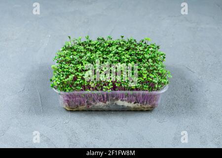 Frische Bio-Microgreens in einem Kunststoffbehälter auf grauem Hintergrund. Micro Greens. Veganes und gesundes Lebensmittelkonzept. Stockfoto