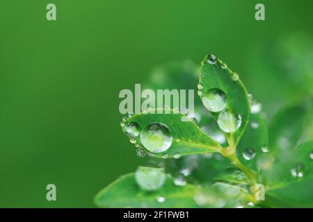 Tag Der Erde. Ökologisches Konzept. Grüne Blätter mit Wassertropfen auf verschwommenem hellgrünen Hintergrund.schöne Natur Hintergrund.Grüne Pflanzen auf grün Stockfoto