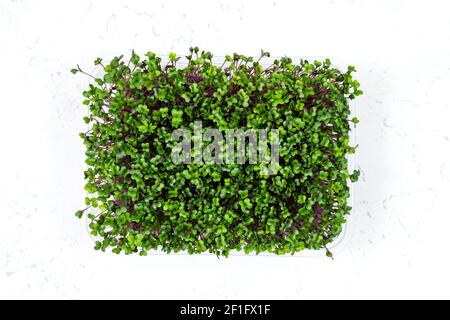 Frische Bio-Microgreens in einem Kunststoffbehälter auf weißem Hintergrund. Micro Greens. Stockfoto