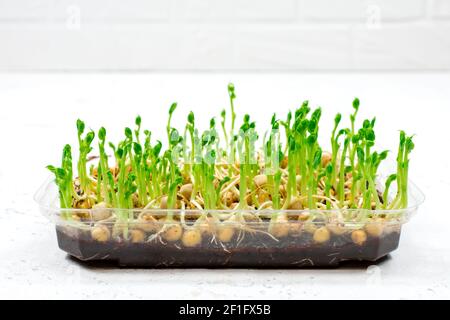 Das Konzept der richtigen veganen Lebensmittel. PEA Sprossen für einen gesunden Salat. Mikrogemüse aus grünen Erbsen, die in einem Behälter angebaut werden. Stockfoto