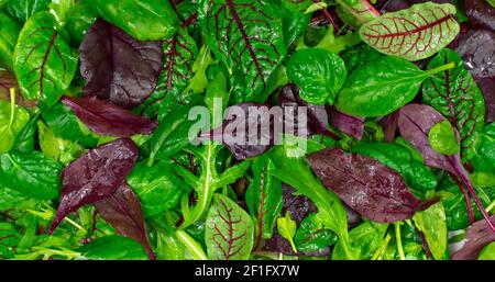 Salat Mischung Blätter Hintergrund. Frische Salatprobe mit Rucola, violettem Salat, Spinat, Fries. Stockfoto