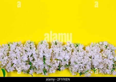 Weiße Fliederblüten auf gelbem Hintergrund. Minimalistisches Blumenkonzept. Für Text platzieren. Blumenmuster als Layout für eine Grußkarte. Stockfoto