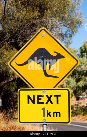 In australien das Zeichen für wildes Känguru Stockfoto