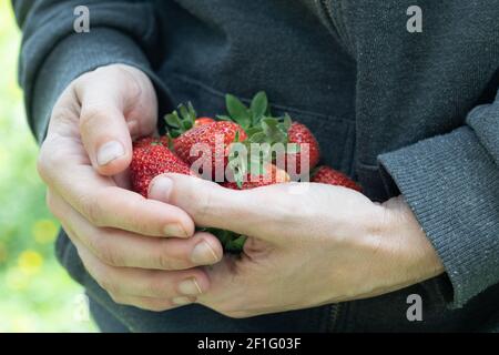 Hände des Mannes halten rote, reife Erdbeeren frisch aus dem Garten gepflückt Stockfoto