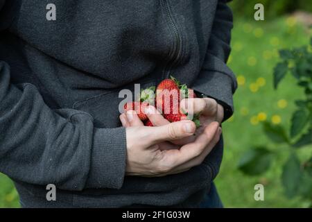 Mann hält Rote, reife Erdbeeren frisch aus dem Garten gepflückt Stockfoto