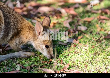 Natuarl Park in der Nähe des Kangaroo in der Nähe von Busch Stockfoto