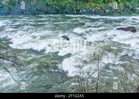 Mitten in Stromschnellen am Snoqualmie River ragt ein Felsen hoch. Stockfoto