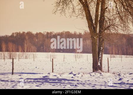 Baum und Felder mit Schnee bedeckt Stockfoto