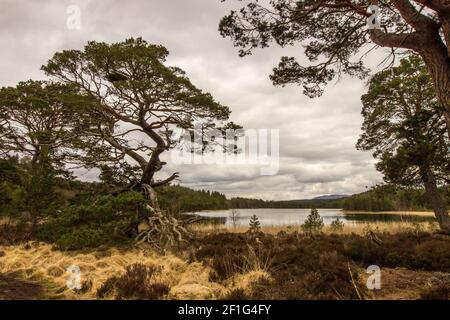 Alte knorrige Schottenkiefer, bekannt als Granny Pine, am Ufer des Loch Gamhna im Rothiemurchus Forest, Cairngorms National Park, Schottland Stockfoto