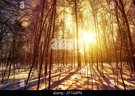 Sonnenuntergang im Winterwald Stockfoto