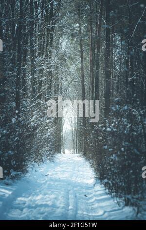 Straße durch den Winterwald Stockfoto