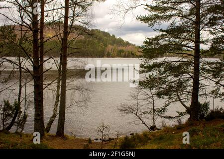 Silhouetten von Pinien, die Loch an Eilean des Rothiemurchus Landguts im Cairngorms National Park, Schottland, umrahmt haben Stockfoto