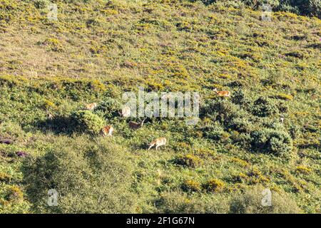 Eine Gruppe von Rotwild Hirsche grasen in der Abendsonne an den unteren Hängen des Dunkery Beacon, dem höchsten Punkt auf Exmoor, Somerset UK Stockfoto