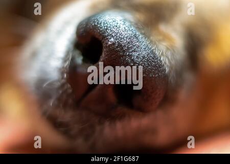 Schwarze Hundsnase Makro. Nase eines grauen Hundes Stockfoto