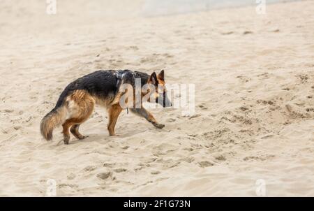 Schöne junge langhaarige Schäferhund zu Fuß auf dem Sandstrand Mit Kopf nach unten und Sand um die Beine suchen Die richtigen Bahnen Stockfoto