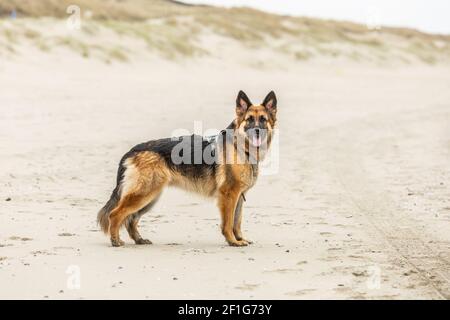 Porträt eines schönen jungen langhaarigen Schäferhund posiert mit Von Angesicht zu Angesicht in perfekter stolzer traditioneller Haltung mit hängenden Körperhaltungen Schwanz Stockfoto